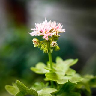Pelargonium 'Asarnas Hugin'