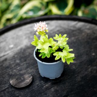 Pelargonium 'Asarnas Hugin'