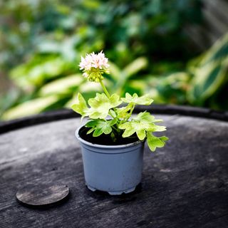 Pelargonium 'Asarnas Hugin'