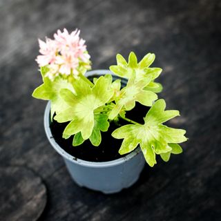 Pelargonium 'Asarnas Hugin'