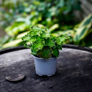 Pelargonium 'Distinction'