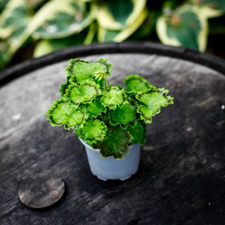 Pelargonium 'Distinction'