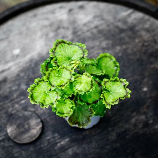 Pelargonium 'Distinction'