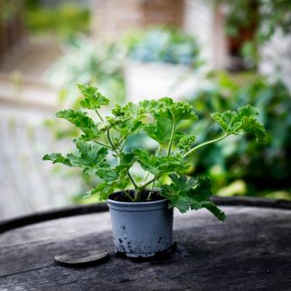 Pelargonium 'Claret Rock Unique'