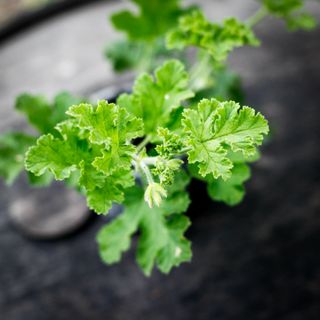 Pelargonium 'Claret Rock Unique'