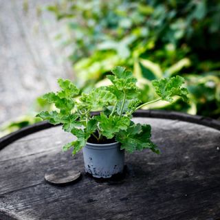 Pelargonium 'Claret Rock Unique'