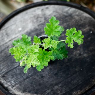 Pelargonium 'Claret Rock Unique'