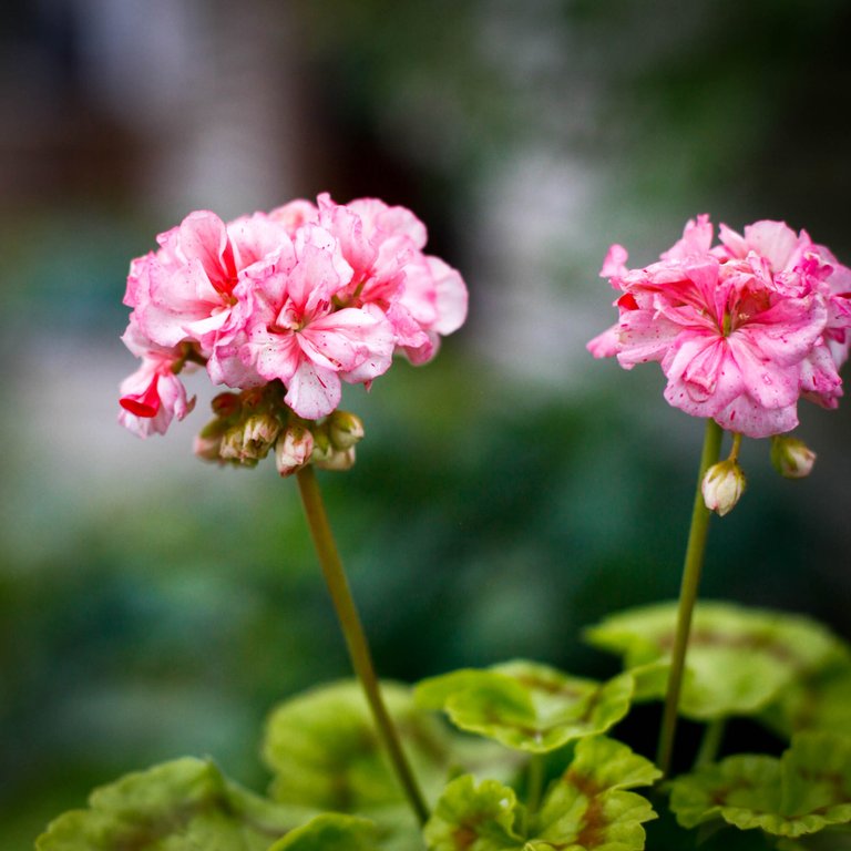 Pelargonium 'Asarnas Ratatosk' 8 cm