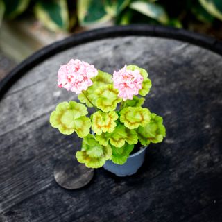 Pelargonium 'Asarnas Ratatosk'