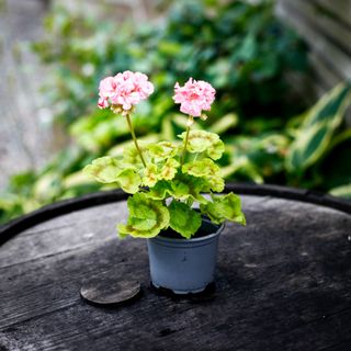 Pelargonium 'Asarnas Ratatosk'