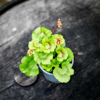 Pelargonium 'Asarnas Mjölner'