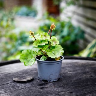 Pelargonium 'Asarnas Mjölner'