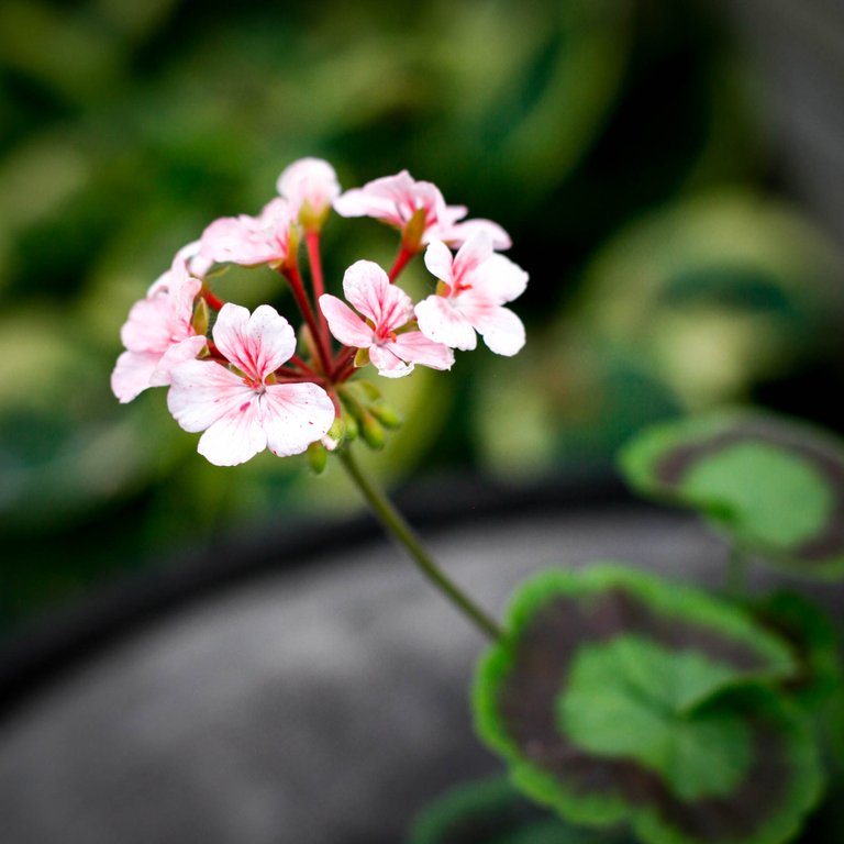 Pelargonium 'Asarnas Loke' 8 cm