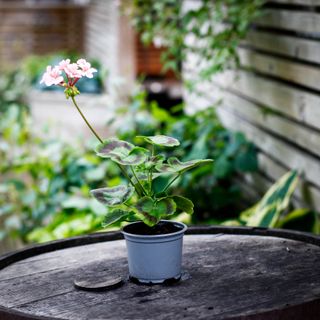 Pelargonium 'Asarnas Loke'