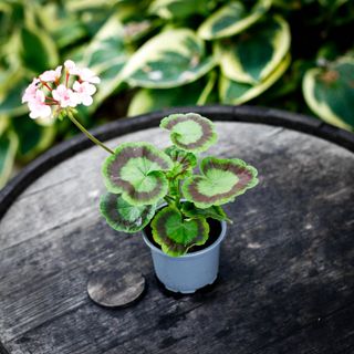 Pelargonium 'Asarnas Loke'