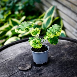 Pelargonium 'Warrion'