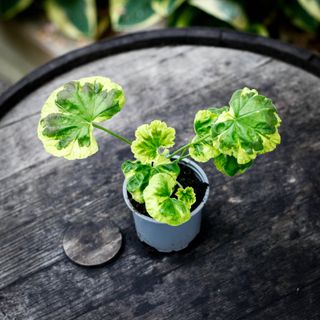 Pelargonium 'Warrion'