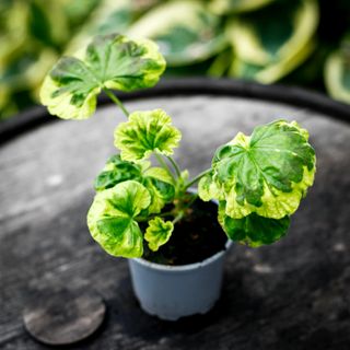 Pelargonium 'Warrion'