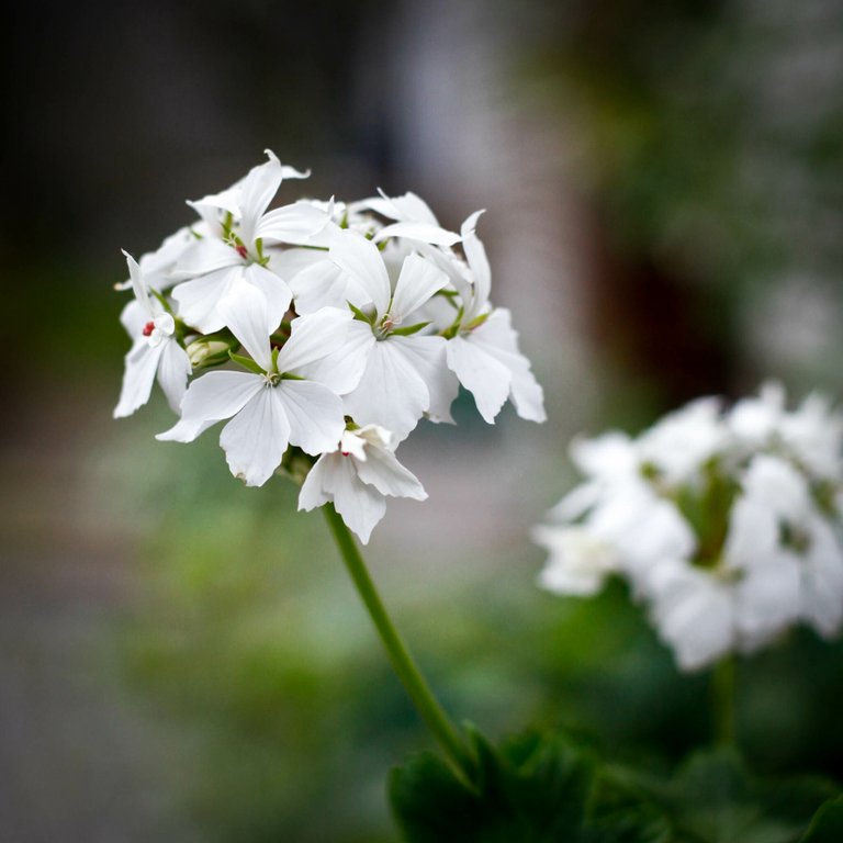Pelargonium 'Summer Twist' 8 cm