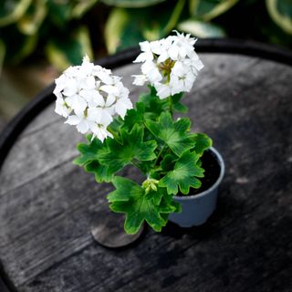 Pelargonium 'Summer Twist'