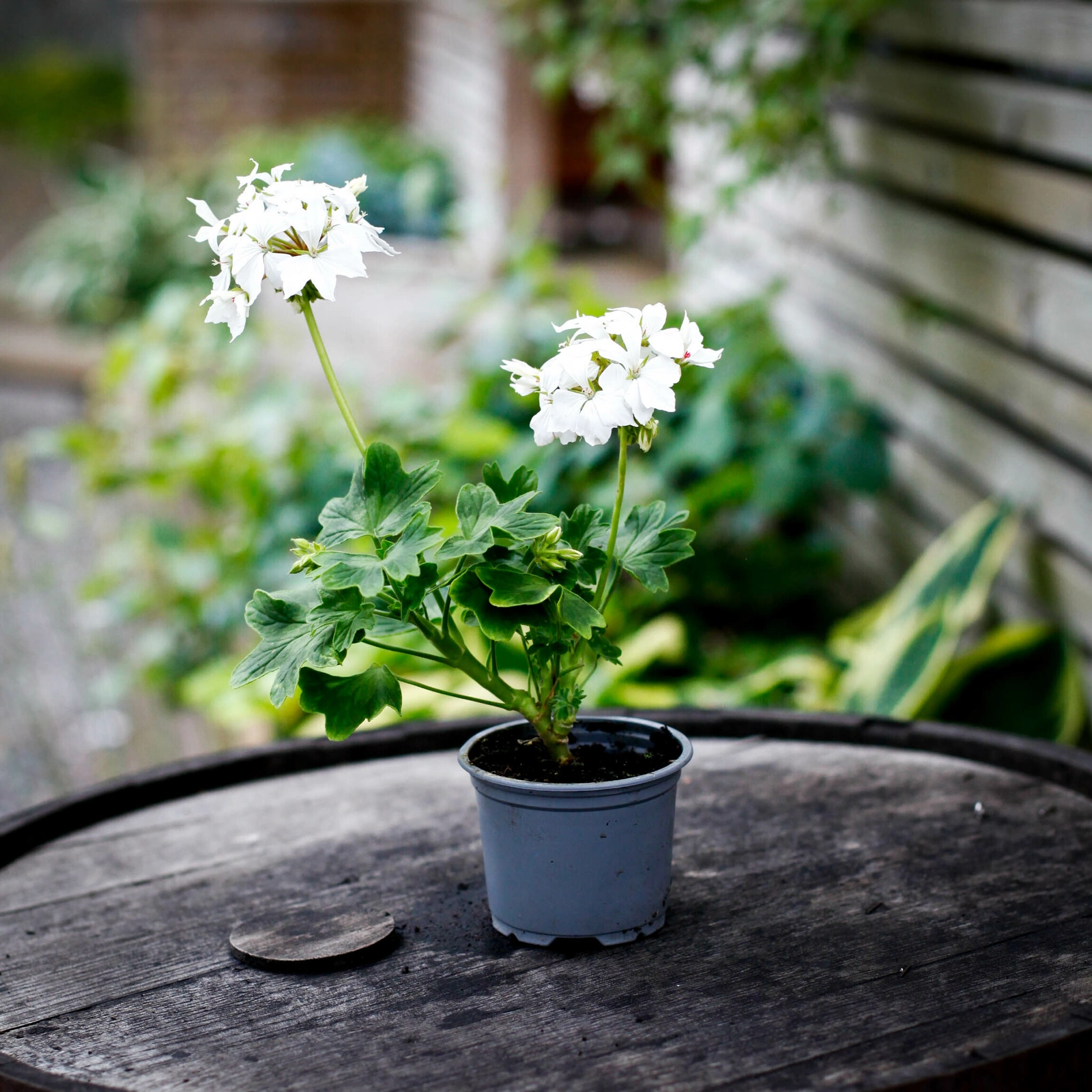 Pelargonium Summer Twist med frisk tillväxt och blomning