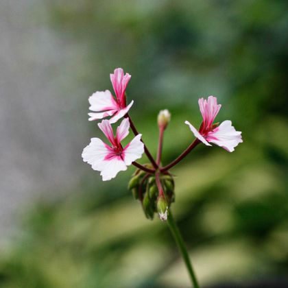 Pelargonium Fairy Phlox