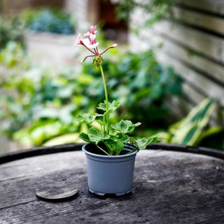 Pelargonium 'Fairy Phlox'