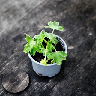 Pelargonium 'Fairy Phlox'