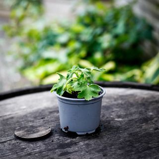 Pelargonium 'Fairy Phlox'