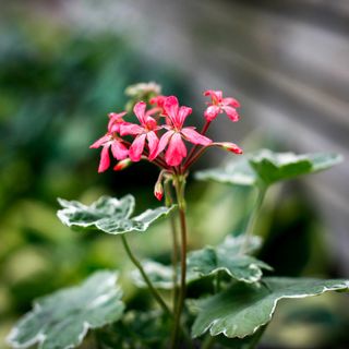 Pelargonium 'Platinum'