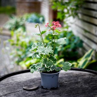 Pelargonium 'Platinum'