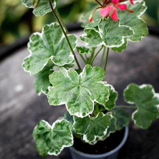 Pelargonium 'Platinum'