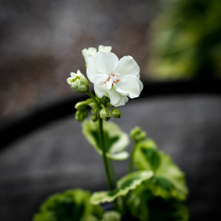 Pelargonium 'Ivory Snow' 8 cm