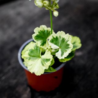 Pelargonium 'Ivory Snow'