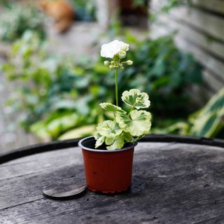 Pelargonium 'Ivory Snow'