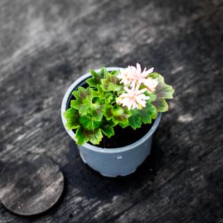 Pelargonium 'Bev Foster'