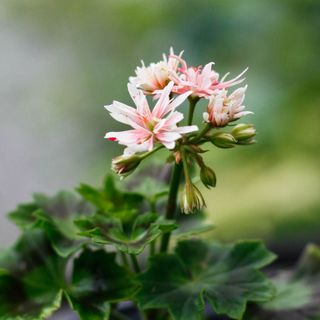 Pelargonium 'Bev Foster'