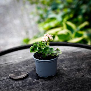 Pelargonium 'Bev Foster'
