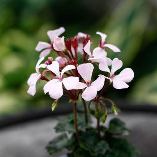 Pelargonium 'Nutley'