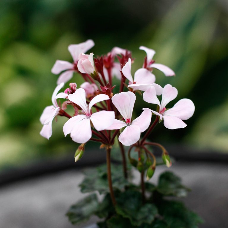 Pelargonium 'Nutley' 8 cm