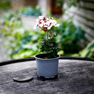 Pelargonium 'Nutley'