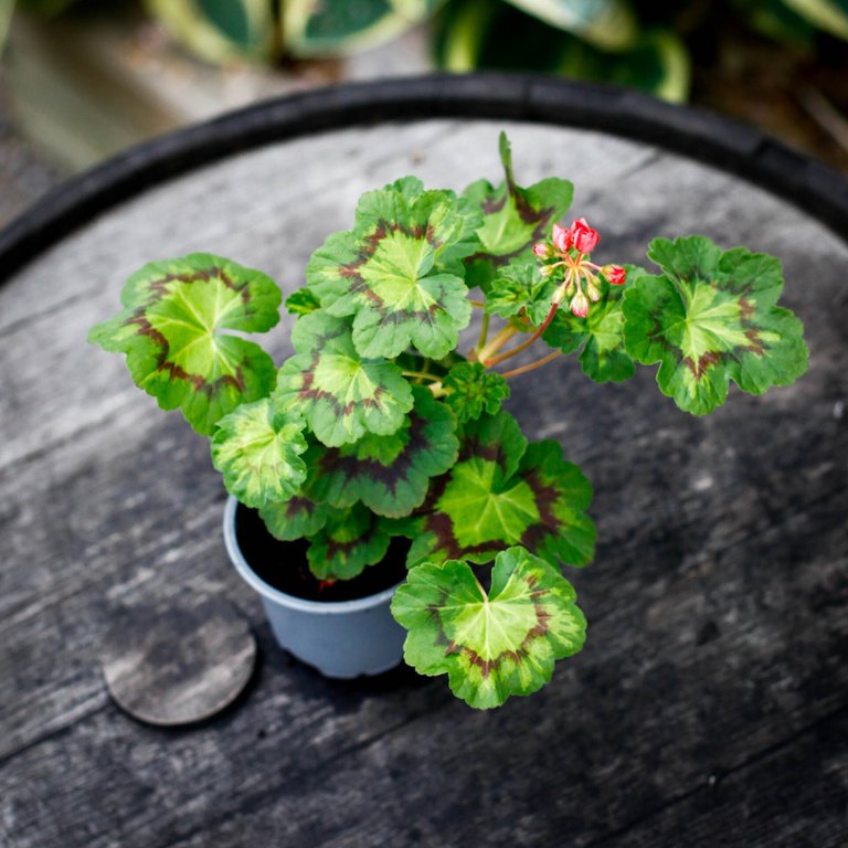 Pelargonium 'Boniface Butterfly' 8 cm