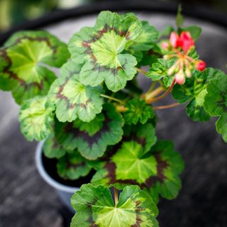 Pelargonium 'Boniface Butterfly'