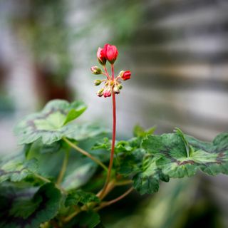 Pelargonium 'Boniface Butterfly'