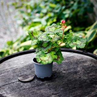 Pelargonium 'Boniface Butterfly'