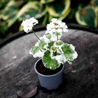 Pelargonium 'Mont Blanc'