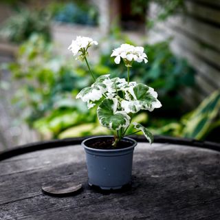 Pelargonium 'Mont Blanc'
