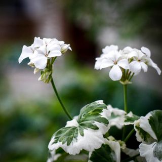 Pelargonium 'Mont Blanc'