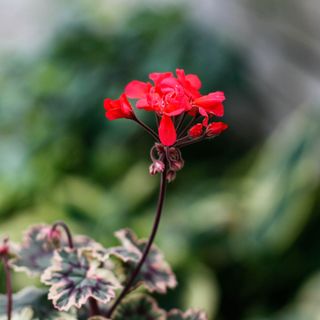Pelargonium 'Ray Bidwell'