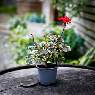 Pelargonium 'Ray Bidwell'